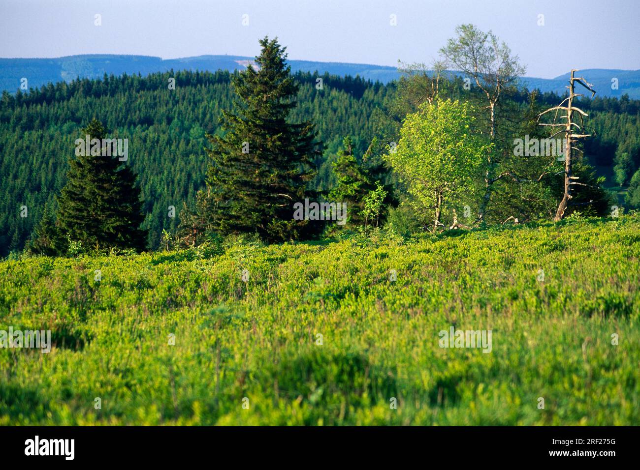 Kahler Asten, Rothaargebirge nature Park, North RhineWestphalia