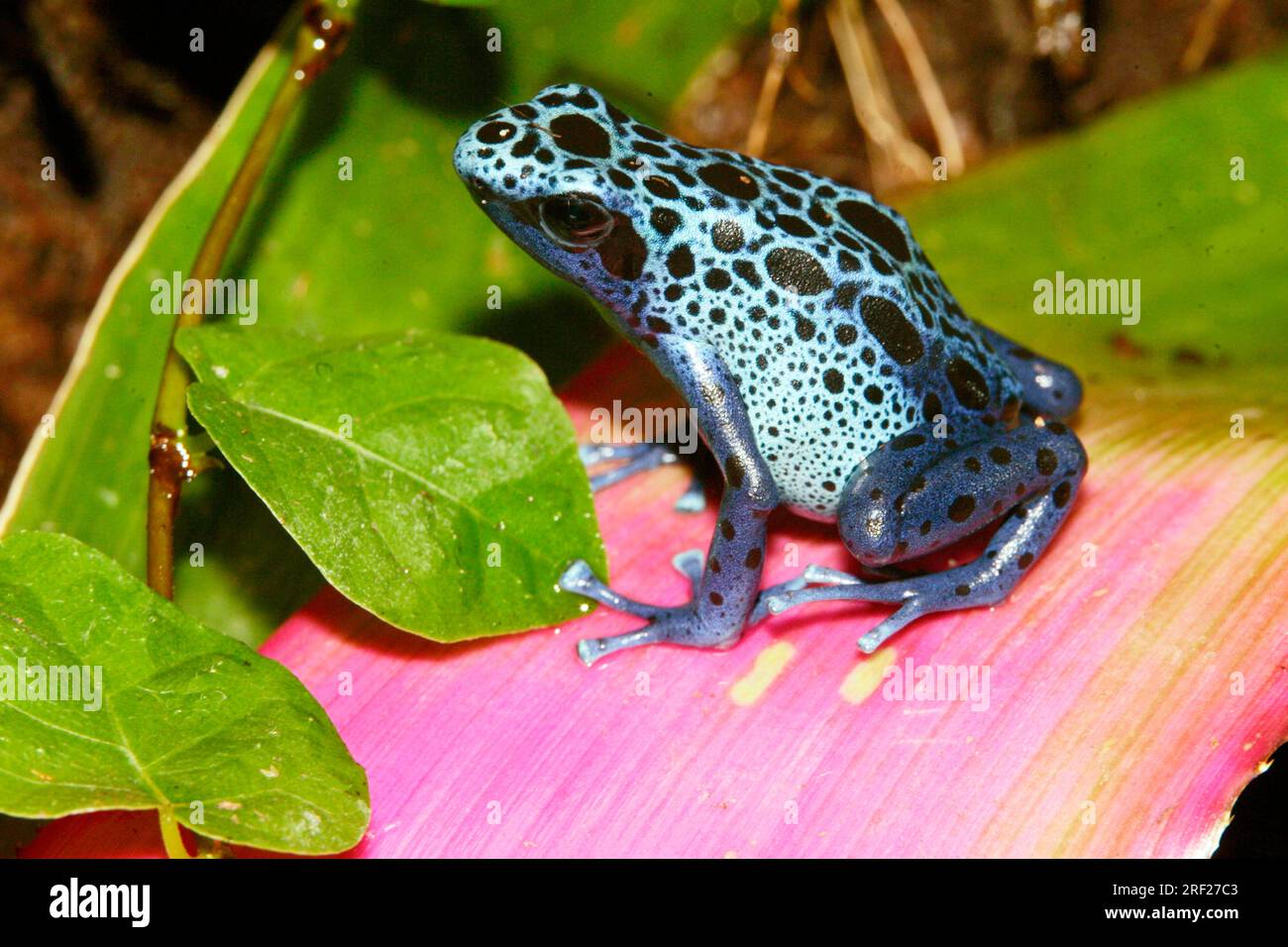 Blue Poison Arrow Frog Dendrobates Azureus Blue Poison Dart Frog