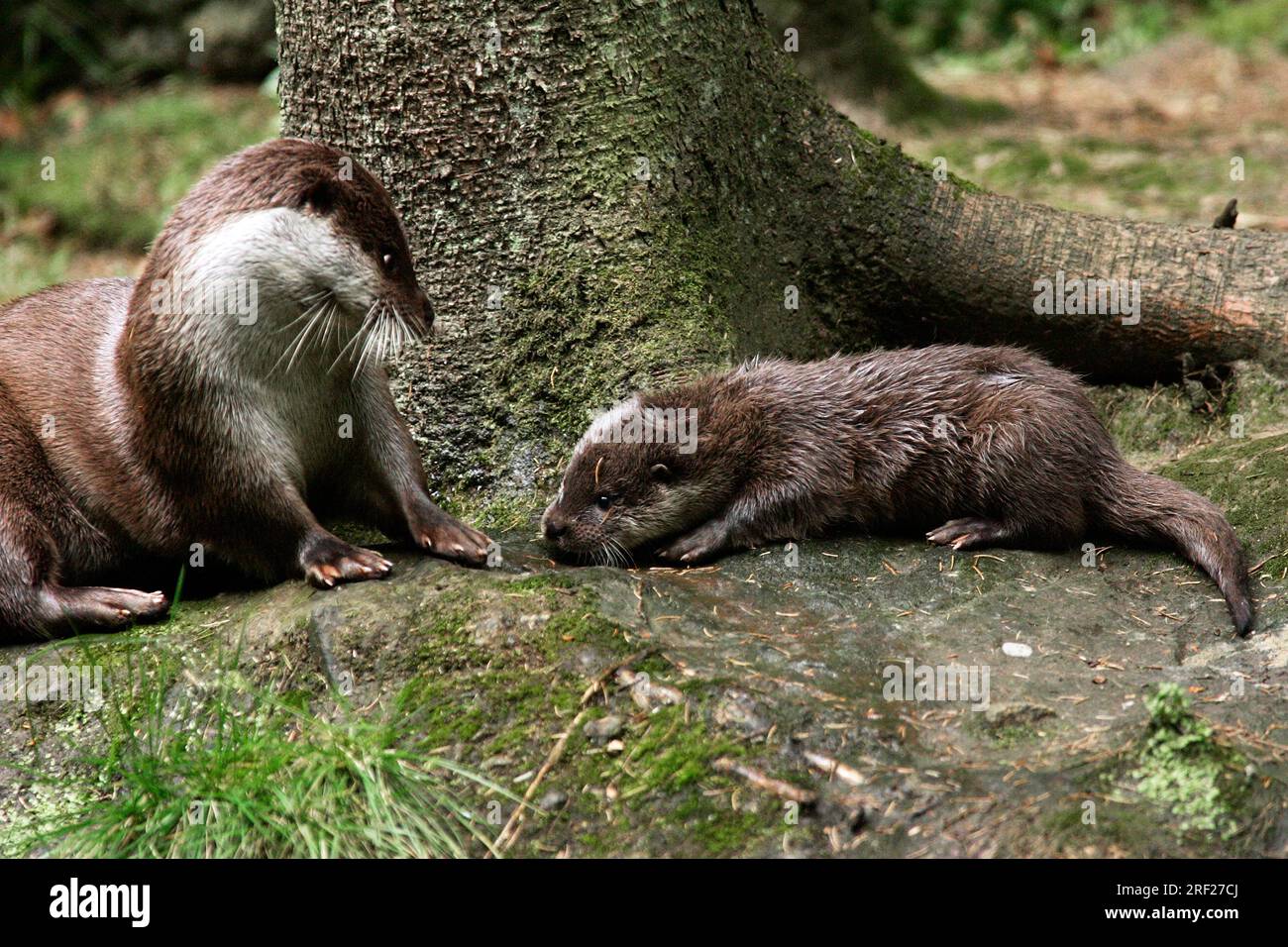 European Otter (Lutra lutra) with young Stock Photo