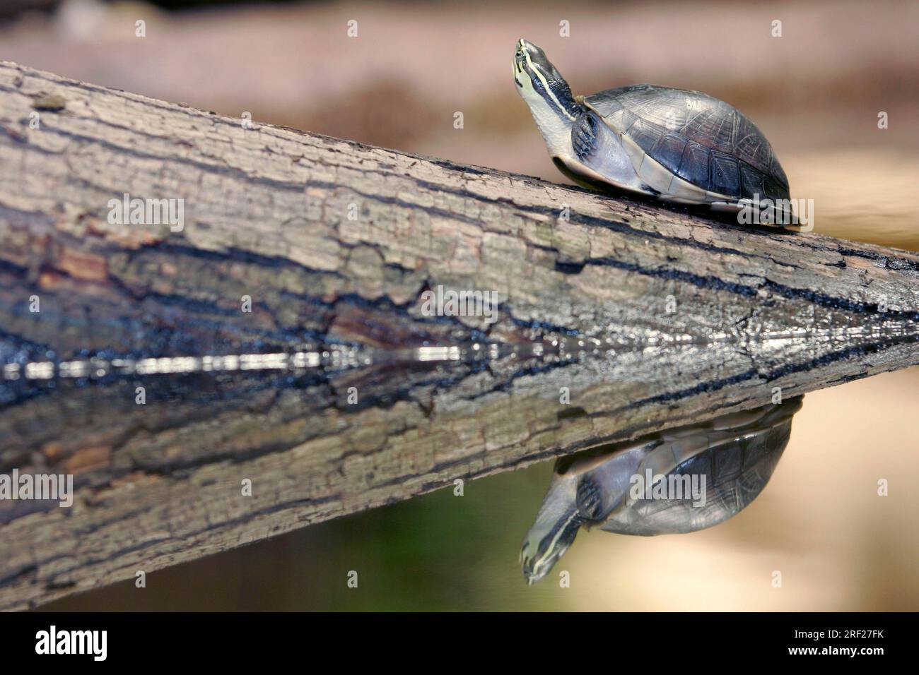 Amboina box turtle (Cuora amboinensis) Stock Photo