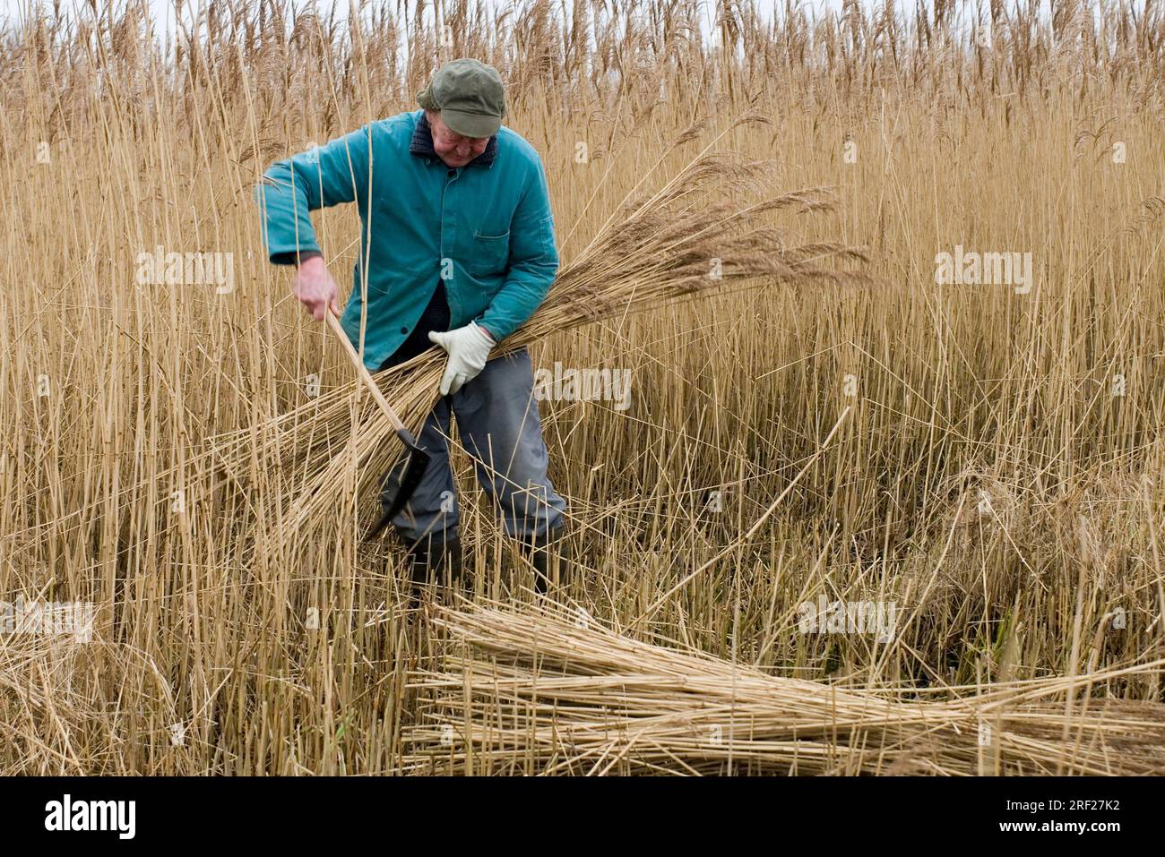Reed cutters, reed, reed, reed, on the Duemmer Lake, Lower Saxony, Germany Stock Photo