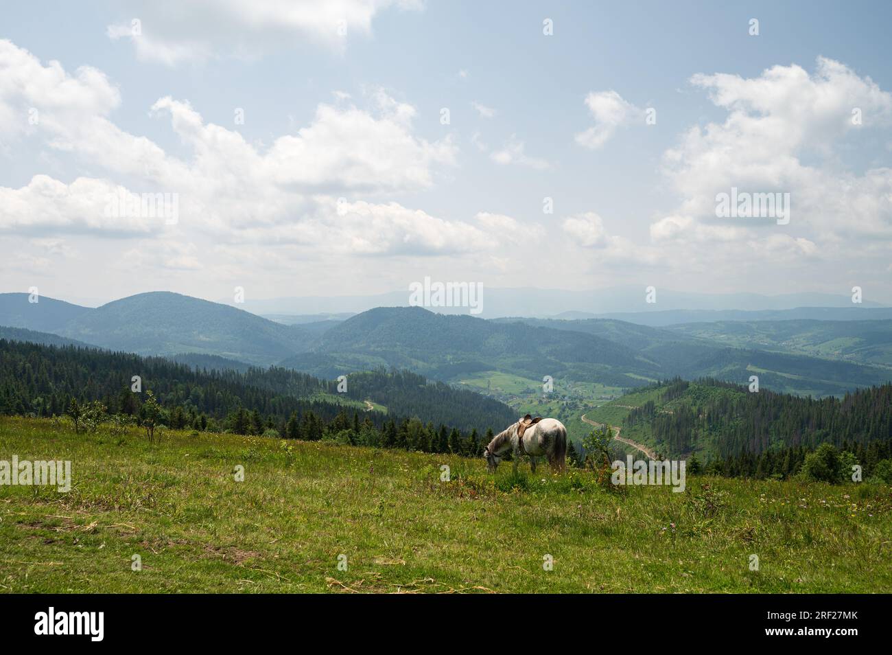 Horse in the Carpathian mountains Stock Photo