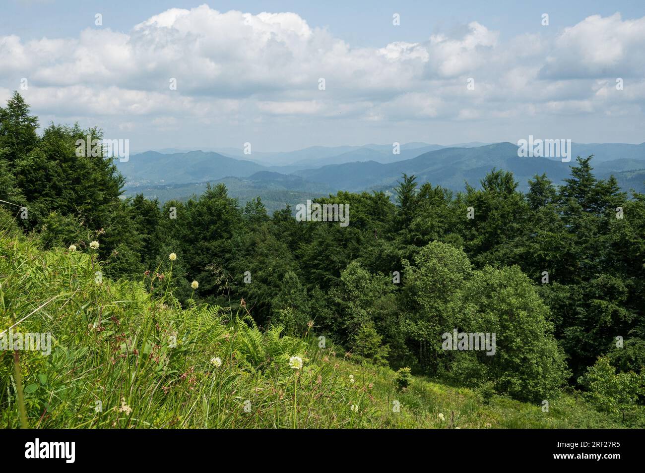 Background green mountains hi-res stock photography and images - Alamy