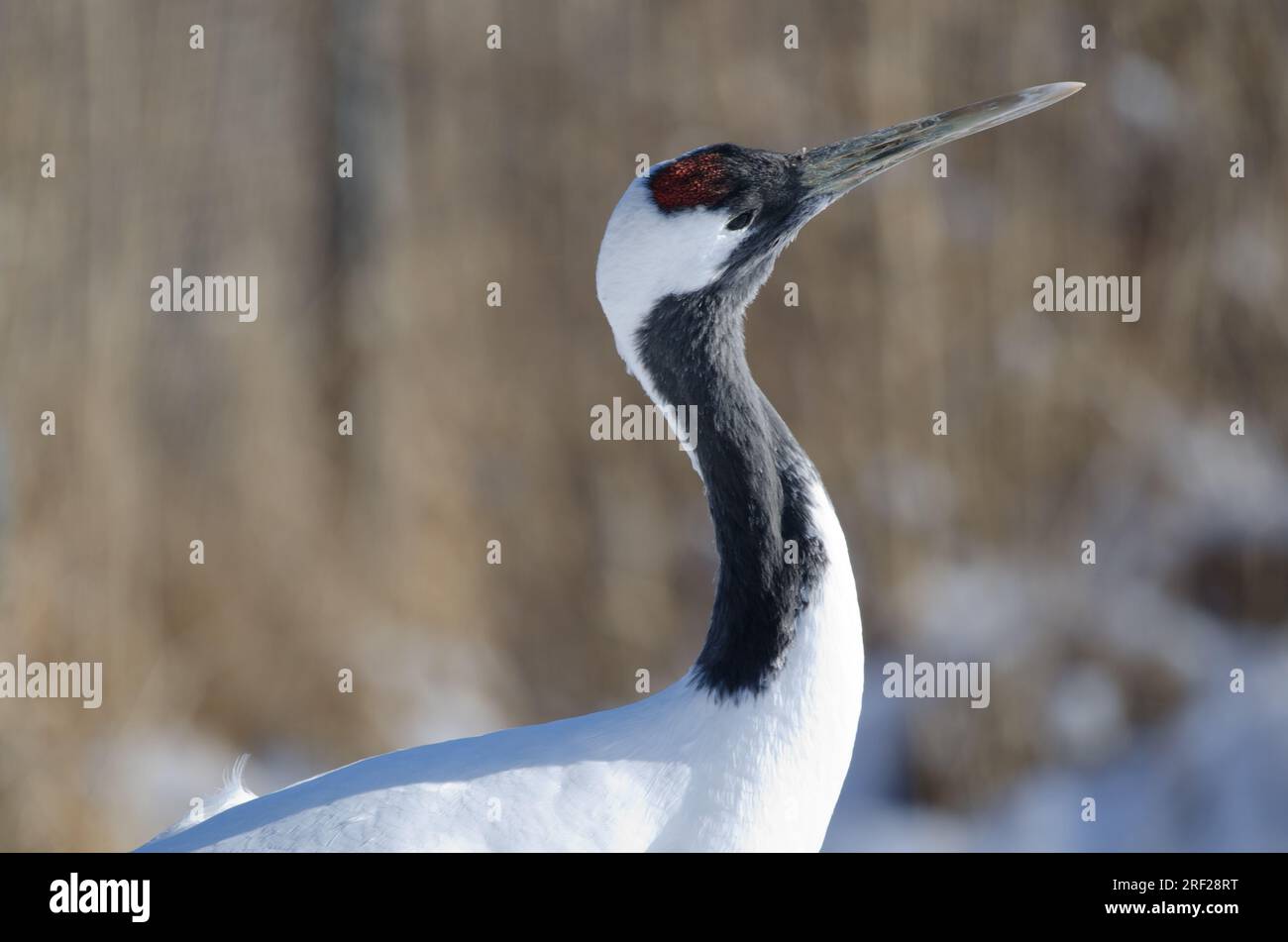 Redcrowned crane Grus japonensis. Kushiro Japanese Crane Reserve