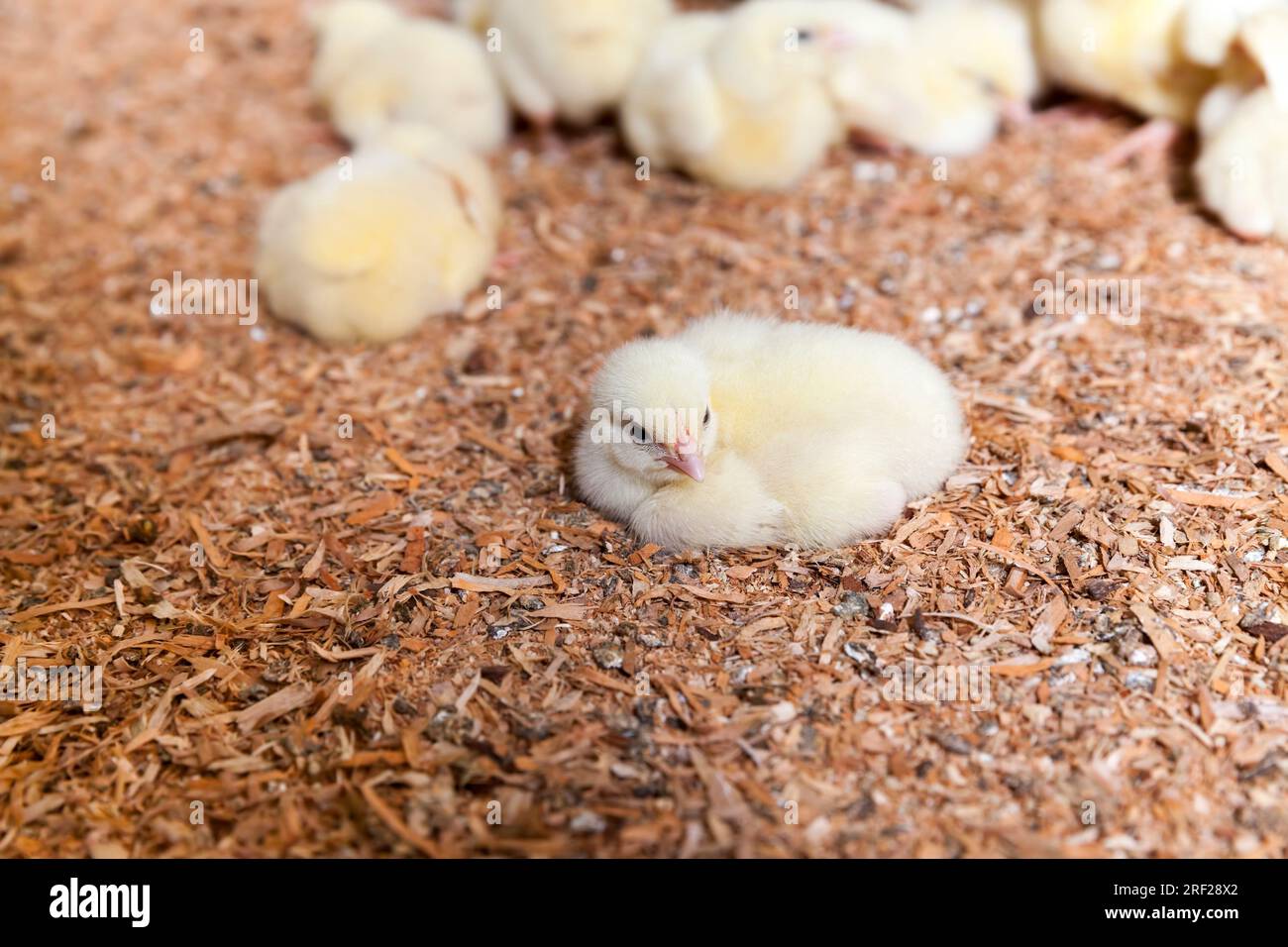 chicken chicks at a poultry farm where broiler chicken is raised for meat and other poultry products, young broiler chickens close up Stock Photo