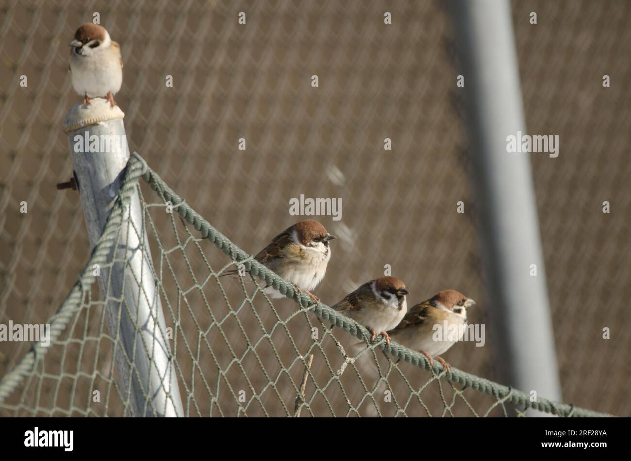 Eurasian tree sparrows Passer montanus saturatus. Kushiro Japanese Crane Reserve. Kushiro. Hokkaido. Japan. Stock Photo