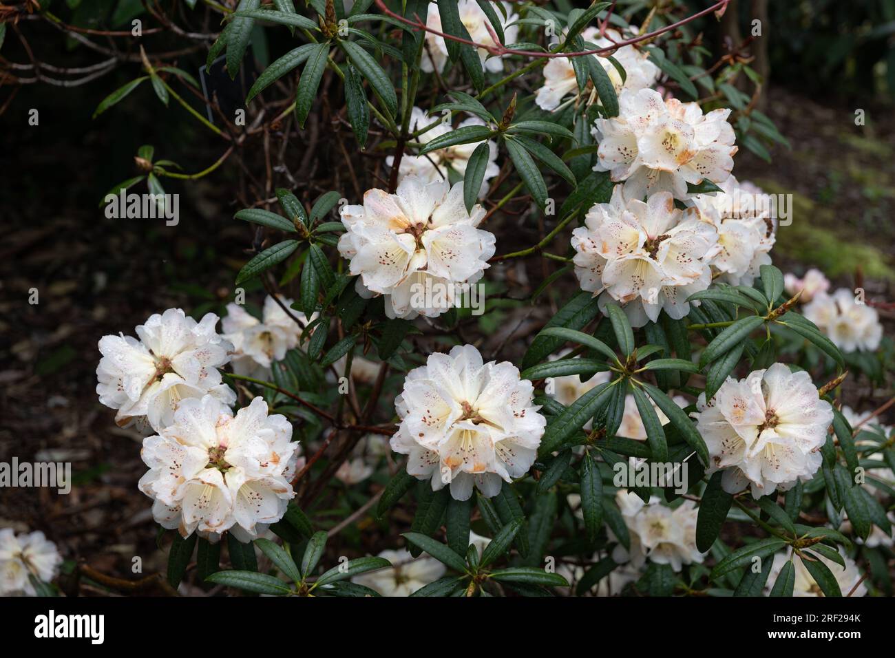 Rhododendron irroratum blooming flower in spring, flowering plant in the family Ericaceae, native region: China and Vietnam. Stock Photo