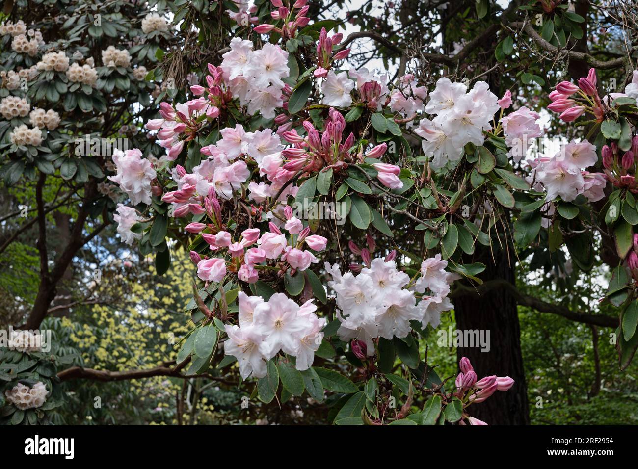 Rhododendron Loderi (fortunei x griffithianum) blooming flowers in spring, plant in the family Ericaceae. Stock Photo