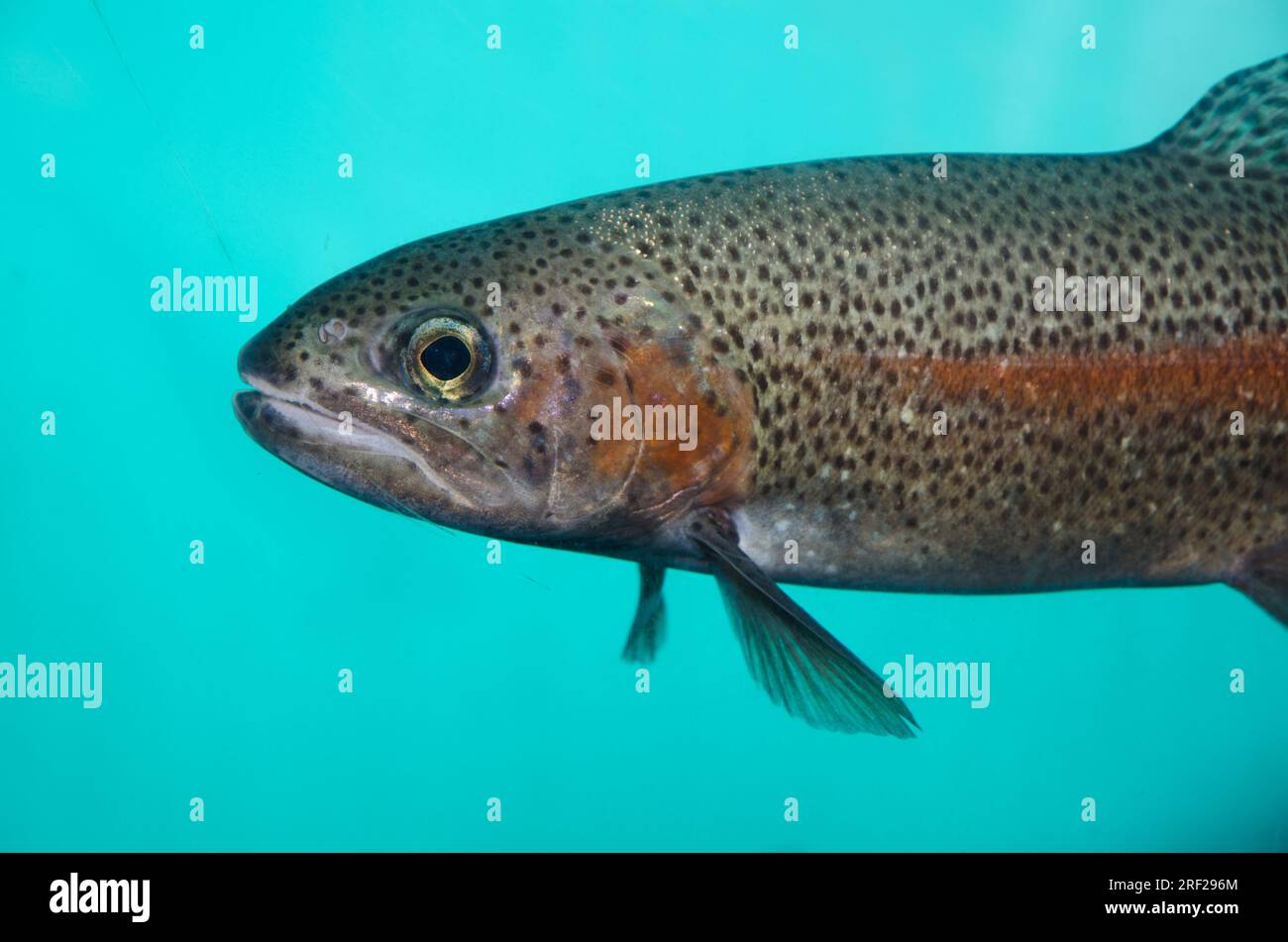 Rainbow Trout - Cavendish International