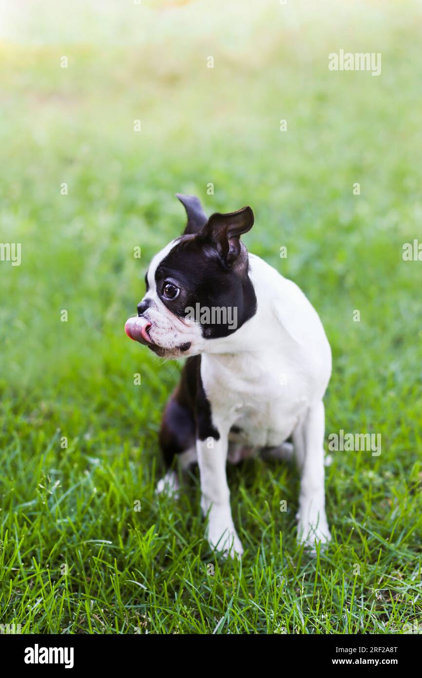 Boston terrier puppy sticking out his tongue sitting on the grass Stock Photo