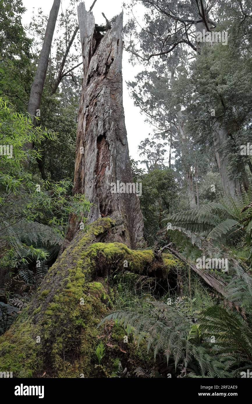 795 Dry, fallen, moss-covered myrtle beech tree -Nothofagus cunninghamii- on the rainforest walk. Apollo Bay-Australia. Stock Photo