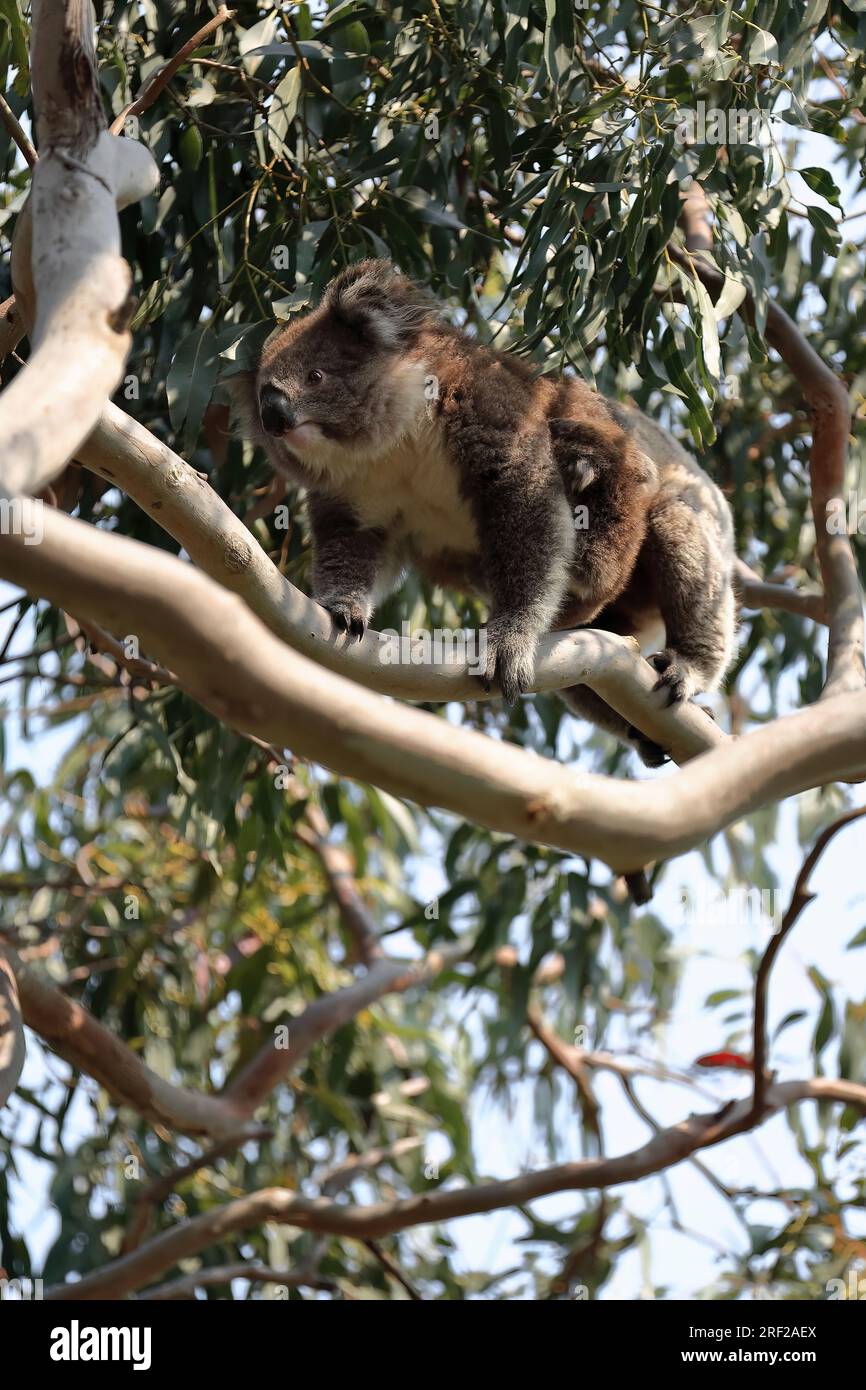 800 Female victorian koala with joey peeking out of pouch on a eucalyptus tree in the Hordern Vale area-Great Ocean Road-Victoria-Australia. Stock Photo