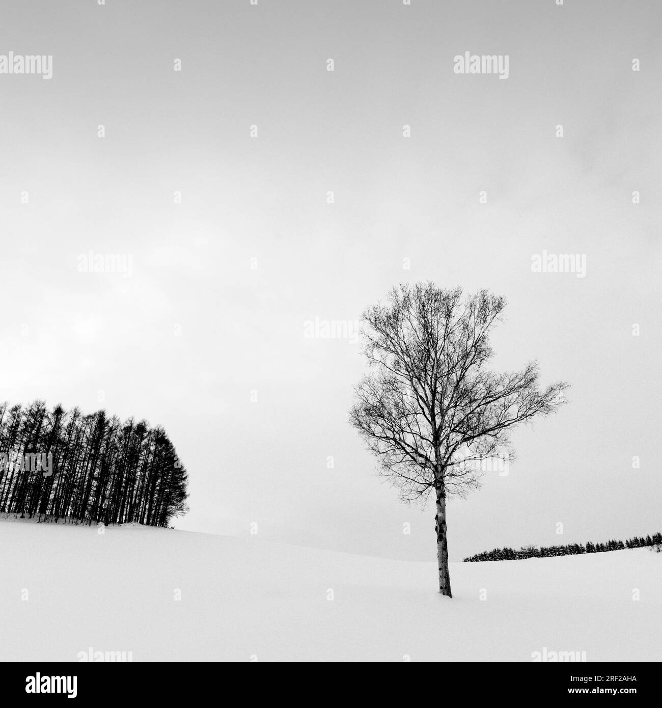 Trees in the snow at Mild Seven hill, Biei, Hokkaido, Japan Stock Photo