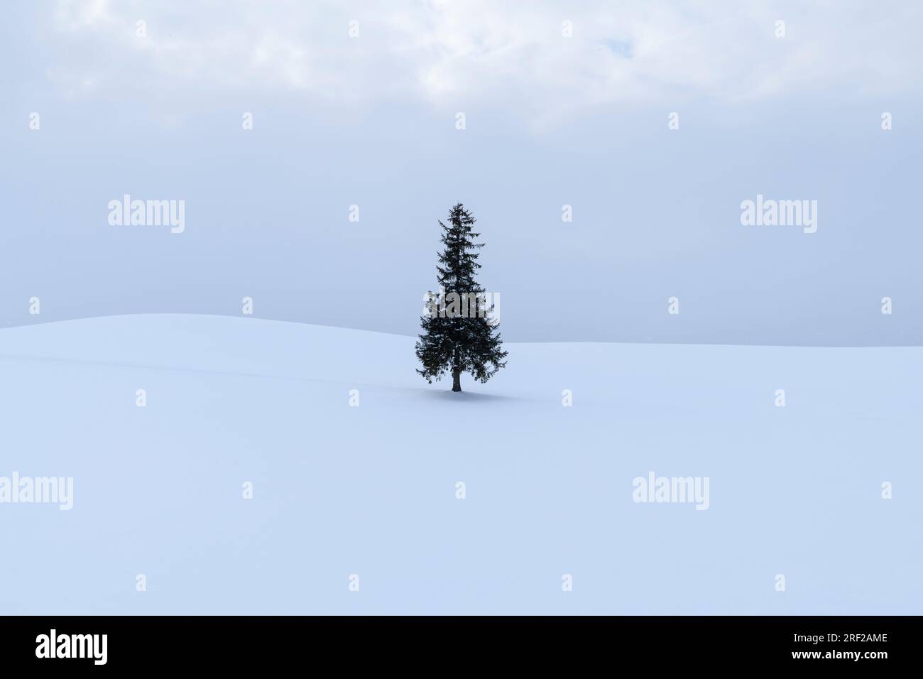 Lone pine tree in the snow, Biei, Hokkaido, Japan Stock Photo