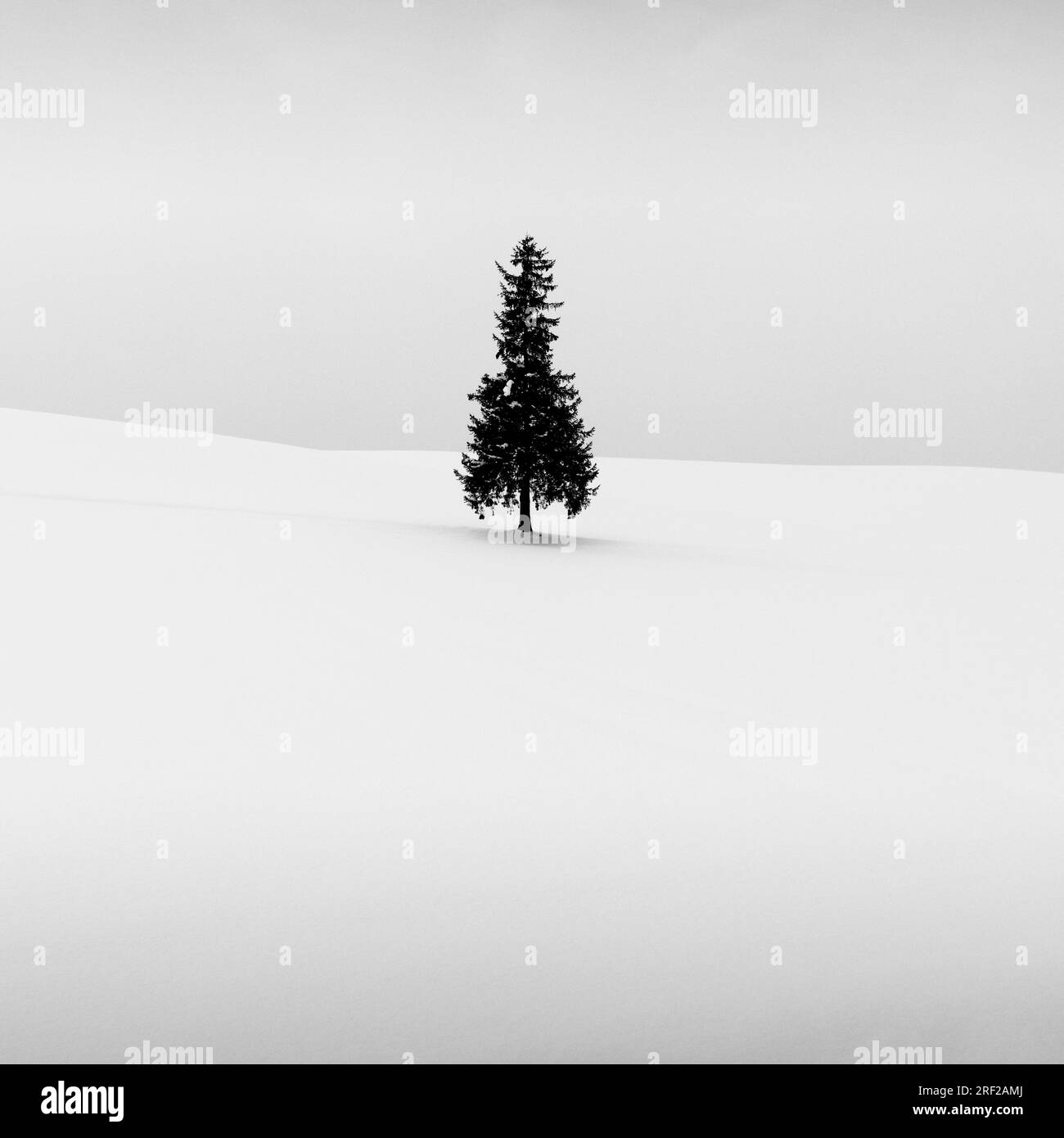 Lone pine tree in the snow, Biei, Hokkaido, Japan Stock Photo