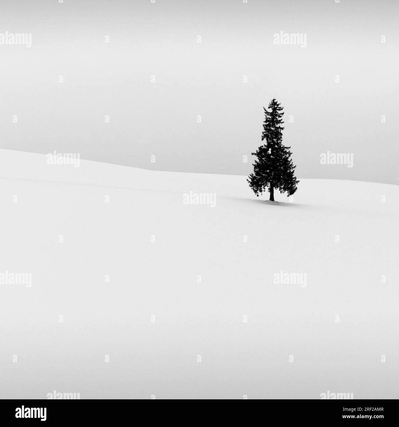 Lone pine tree in the snow, Biei, Hokkaido, Japan Stock Photo