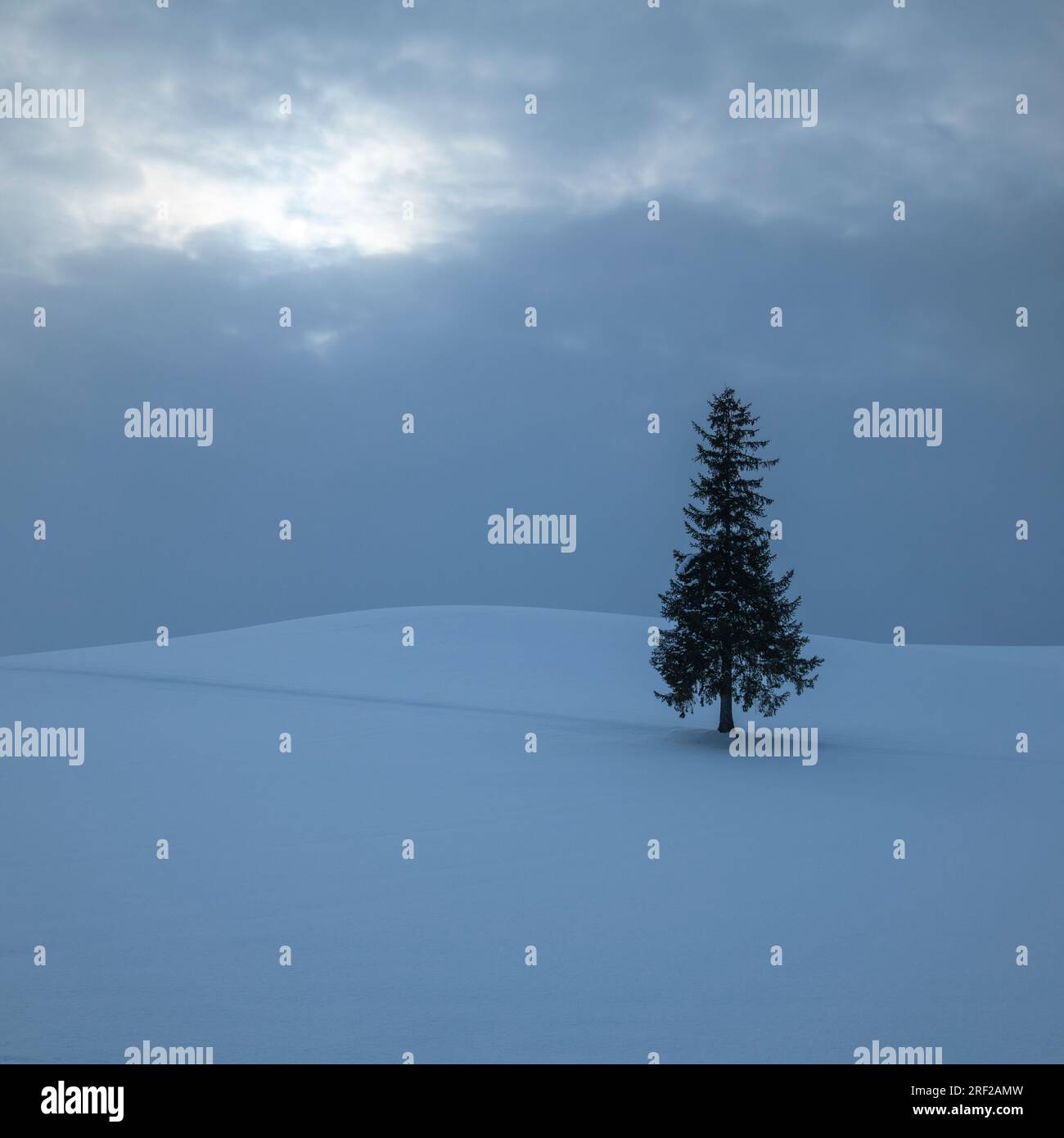 Lone pine tree in the snow, Biei, Hokkaido, Japan Stock Photo