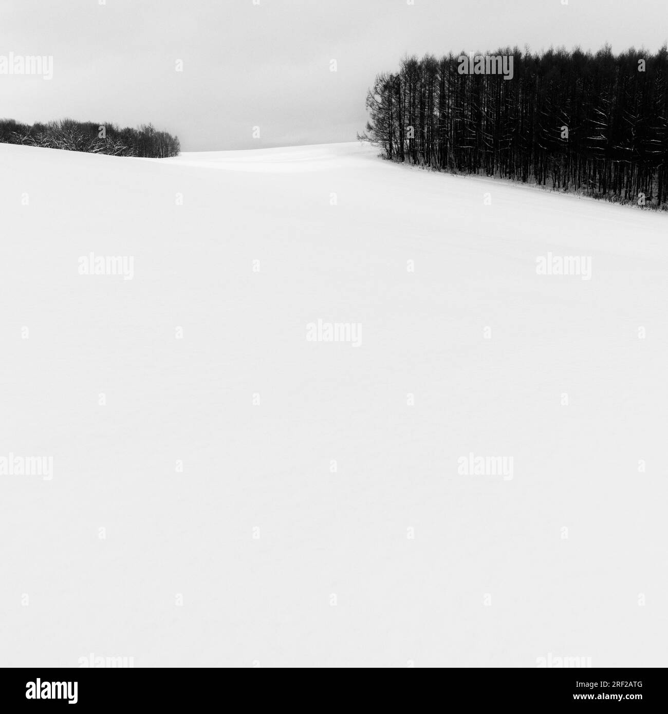 Forest in the snow, Biei, Hokkaido, Japan Stock Photo
