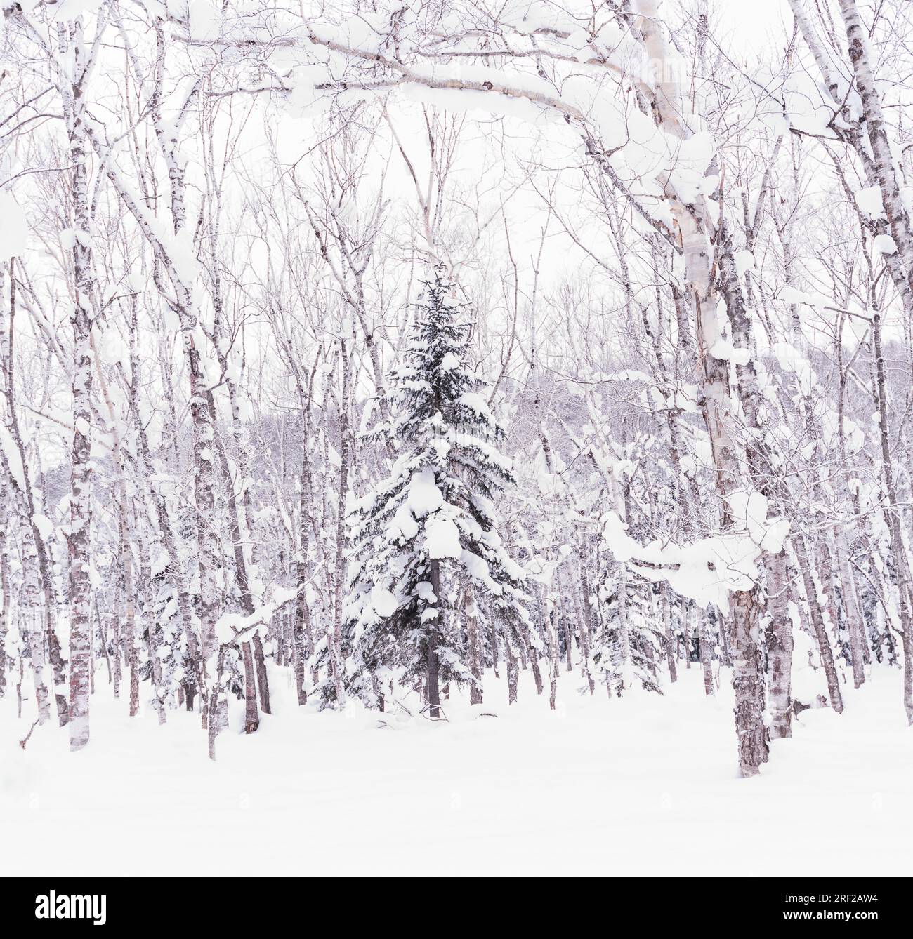 Pine tree covered in snow in a peaceful forest, Hokkaido, Japan Stock ...