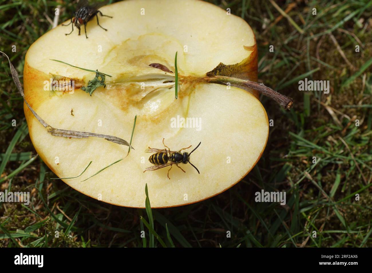 Half an apple with core in the grass with an eating Common wasp (Vespula vulgaris), family Vespidae and Flesh fly, Sarcophaga. Lawn, Summer, July Stock Photo