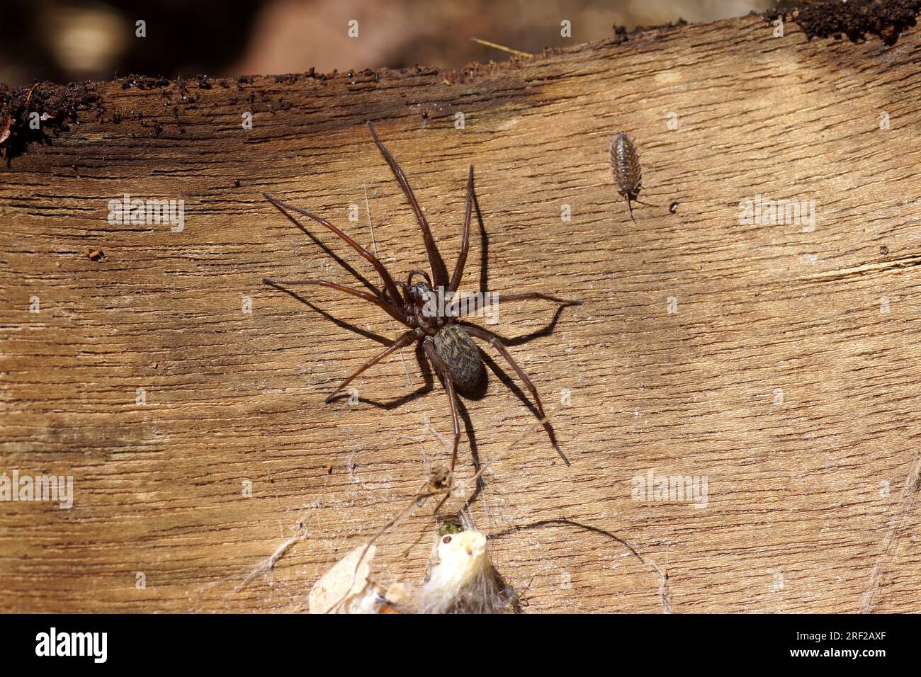 Housespider (Tegenaria) probably dust spider, dustbunny spider