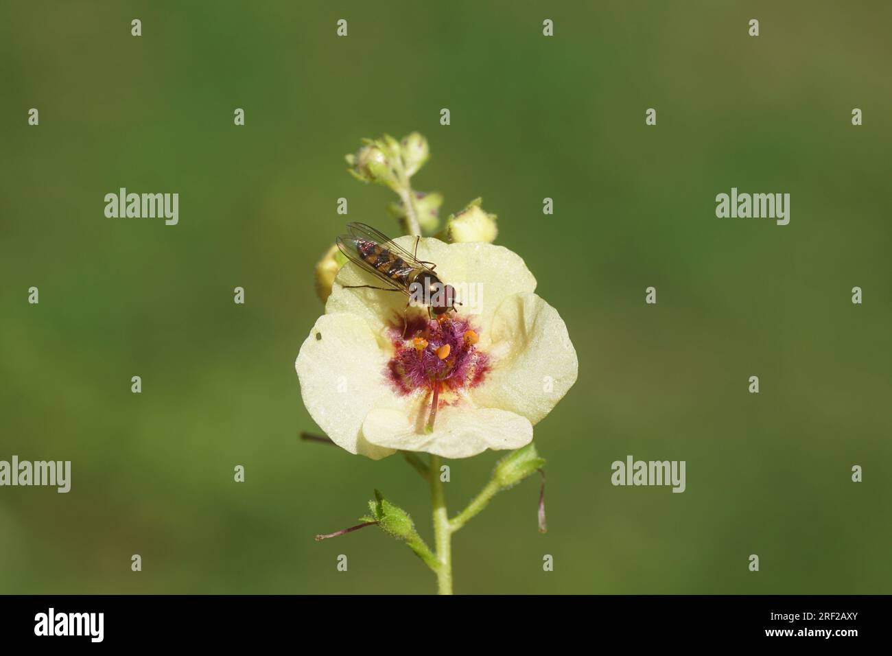 Male hoverfly Meliscaeva auricollis, family hoverflies (Syrphidae) on flower of mullein, Verbascum 'Dark Eyes', family Ranunculaceae. Summer, July, Stock Photo