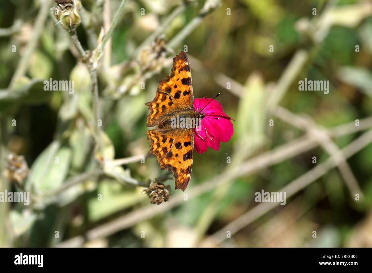 Close up butterfly Comma (Polygonia c album), family Nymphalidae on flower of rose campion (Silene coronaria), family borage (Caryophyllaceae). Stock Photo