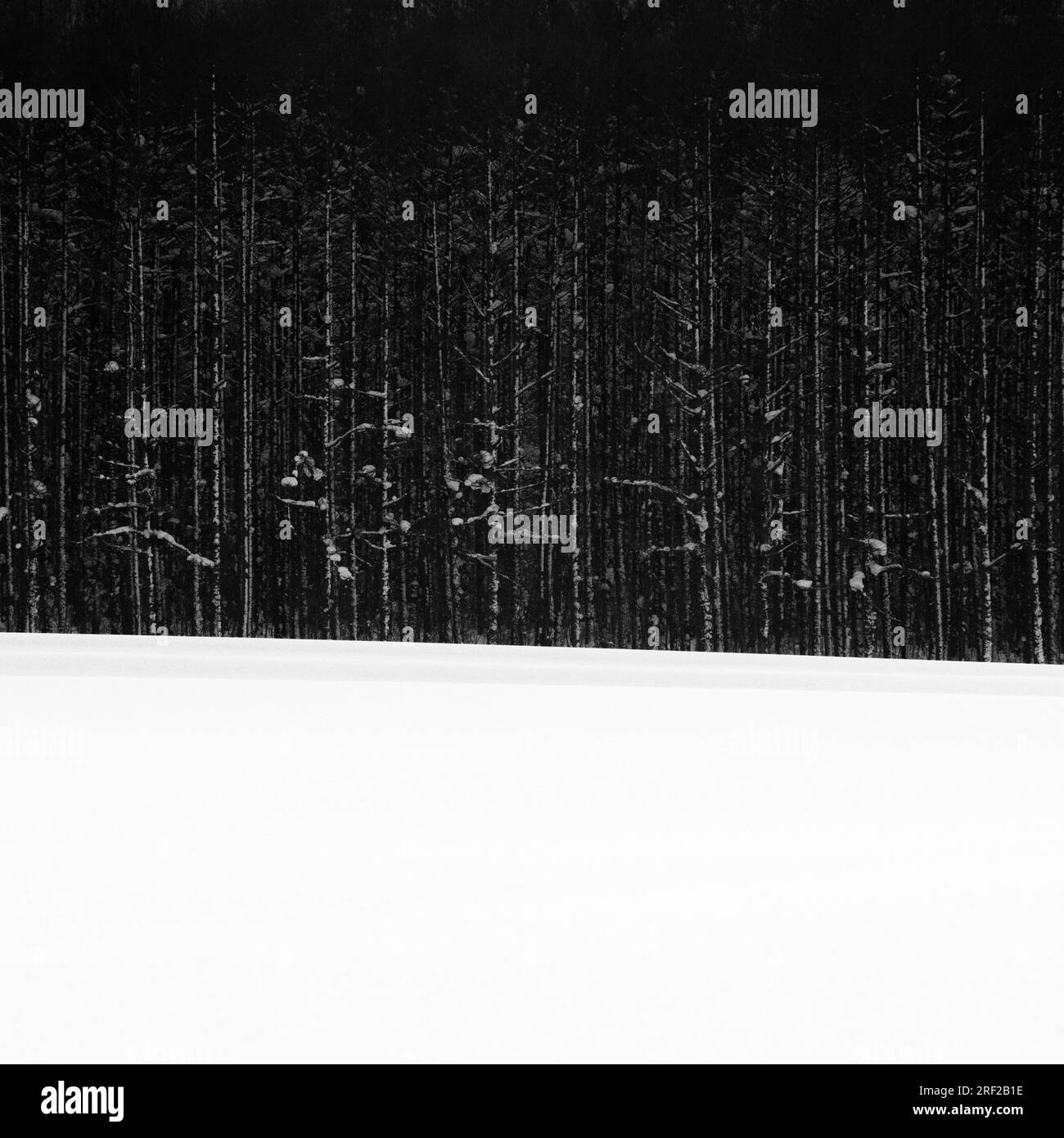 Forest in the snow, Hokkaido, Japan Stock Photo