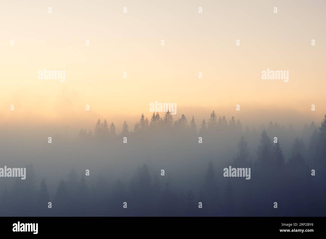Misty landscape with fir mountain forest. Panorama view of mountain before sunrise Stock Photo