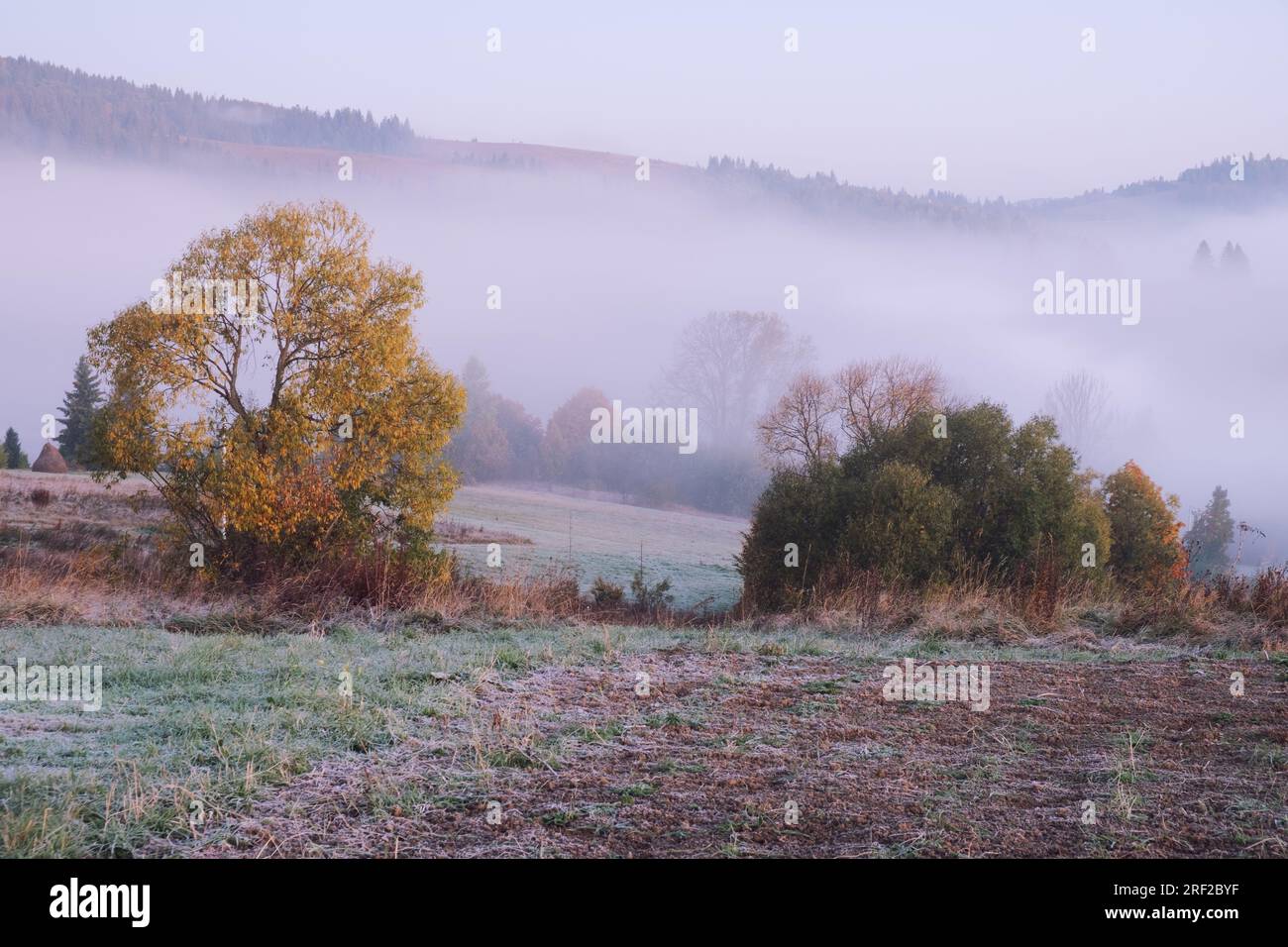 Misty landscape with mountain forest. Panorama view of mountain before sunrise Stock Photo