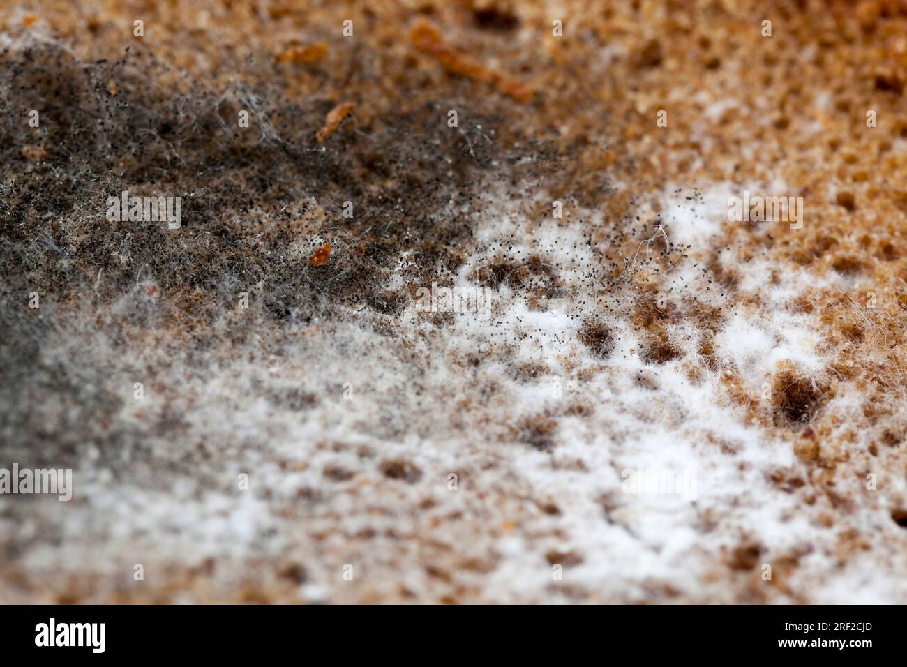 different types of mold and mildew growing on the surface of spoiled bread, close up of spoiled