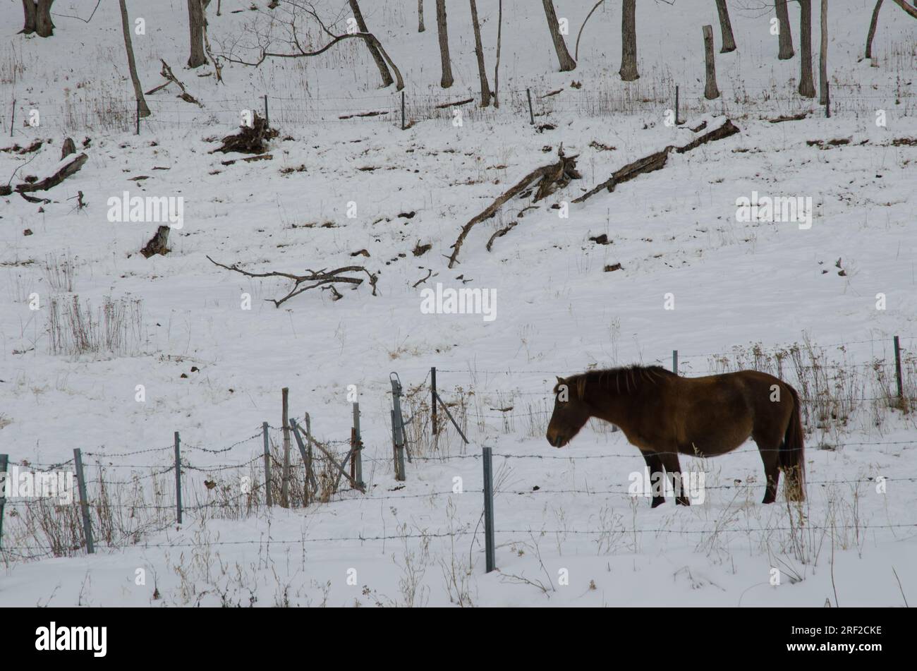 Dosanko horse in a snowy landscape. Tsurui Dosanko Ranch. Kushiro. Hokkaido. Japan. Stock Photo