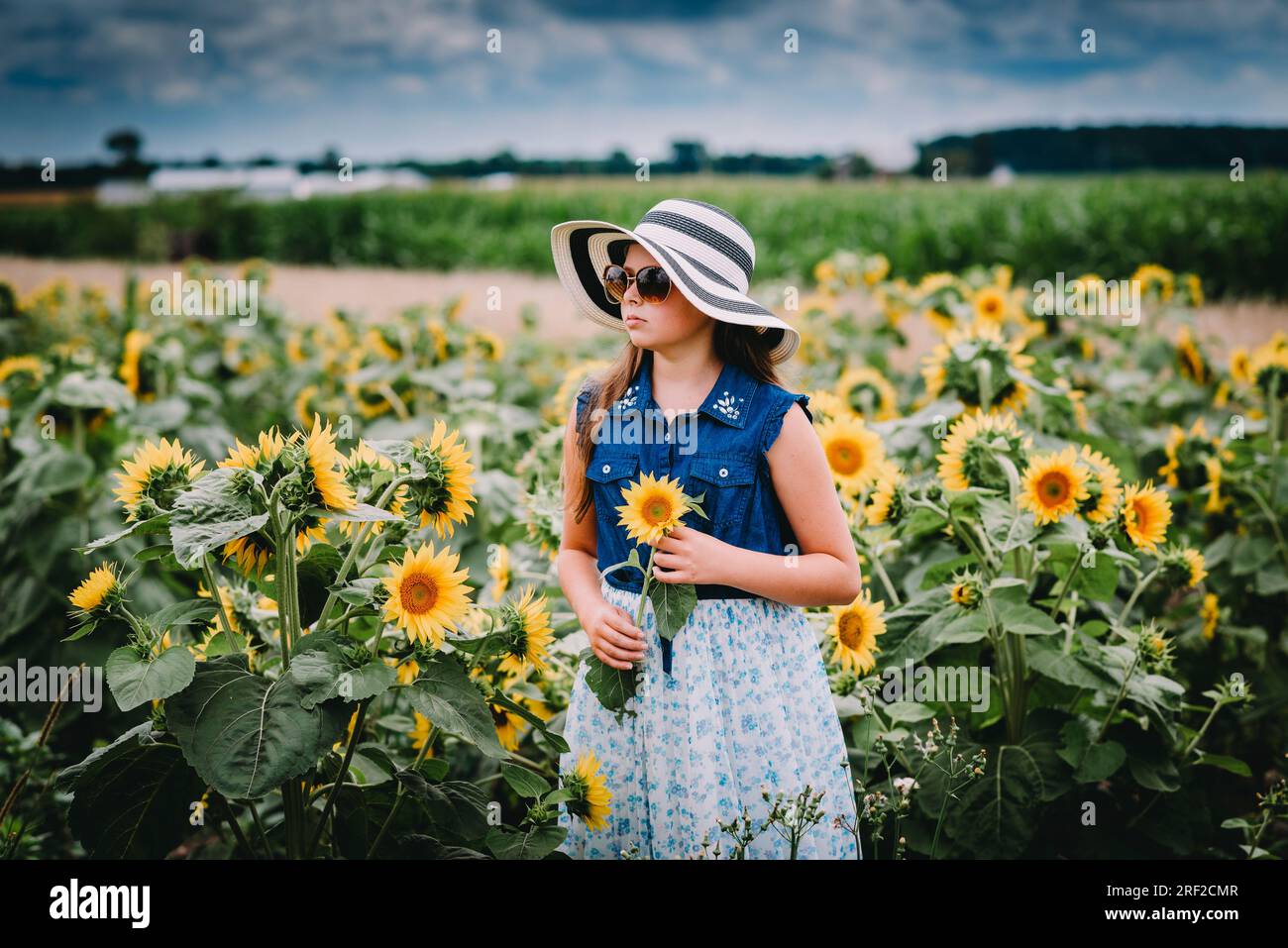 Girl Standing in a Sunflower Field Holding a Sunflower Stock Photo - Alamy
