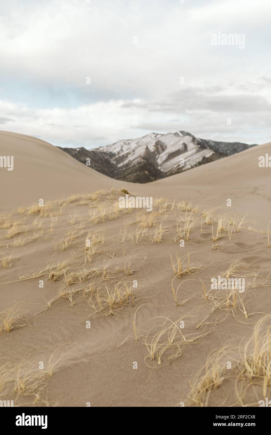 grasses blow in wind at great sand dunes national park of colorado Stock Photo