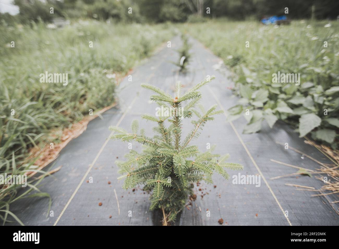 Baby Christmas Tree Sapling in Black Tarp Stock Photo Alamy