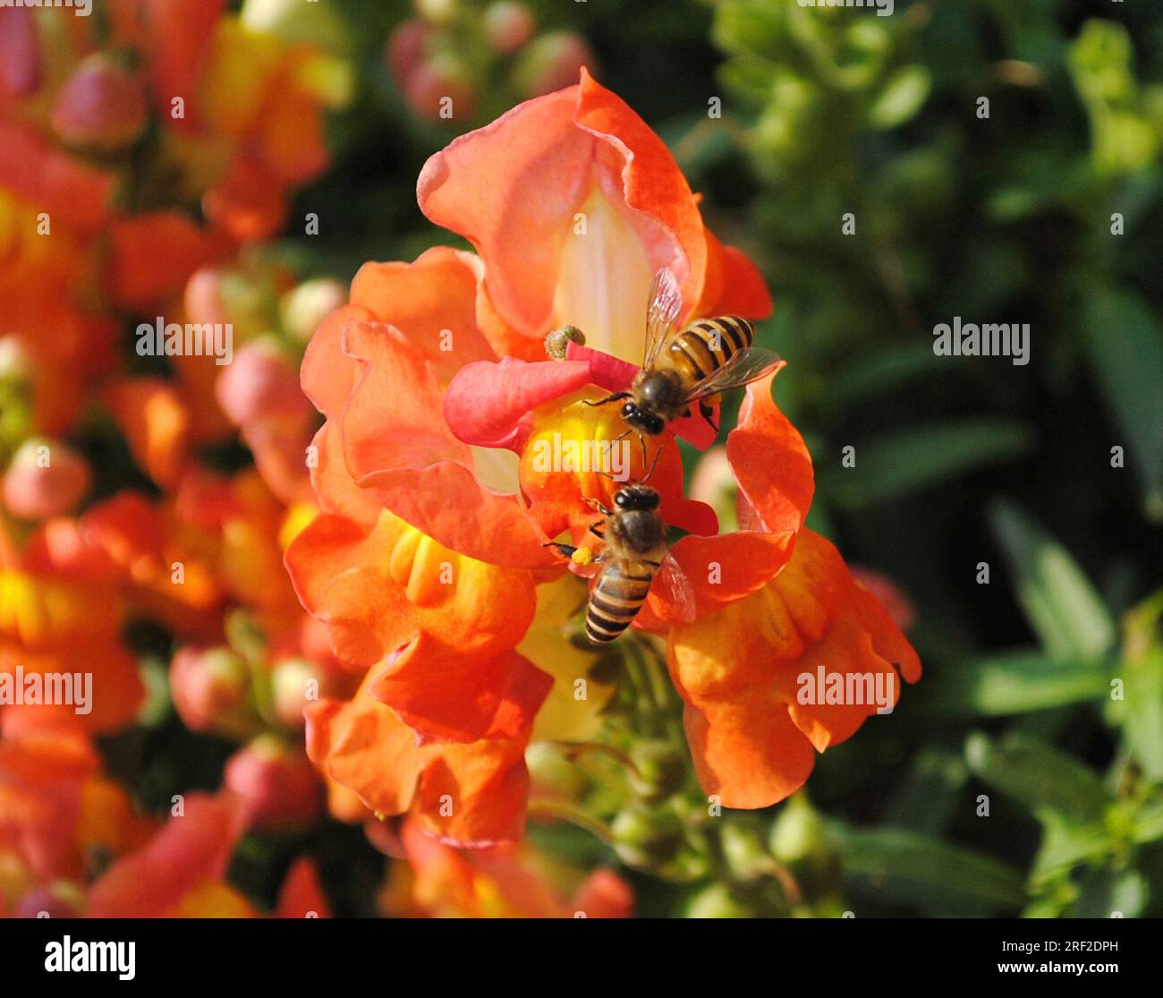 Honey Makers Sucks Nectar Of Flowers Stock Photo