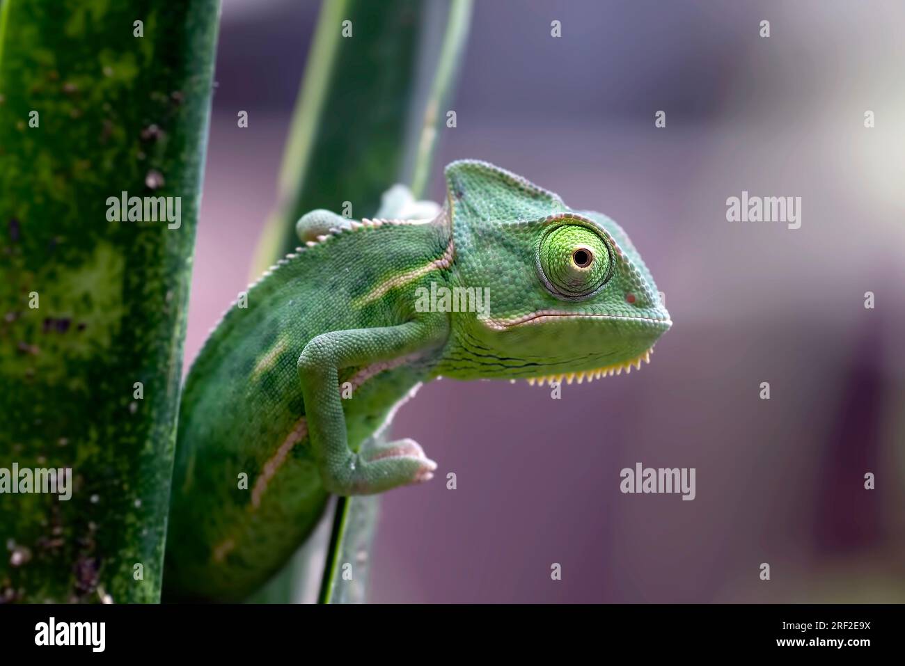 Baby veiled chameleon hanging on a plant Stock Photo
