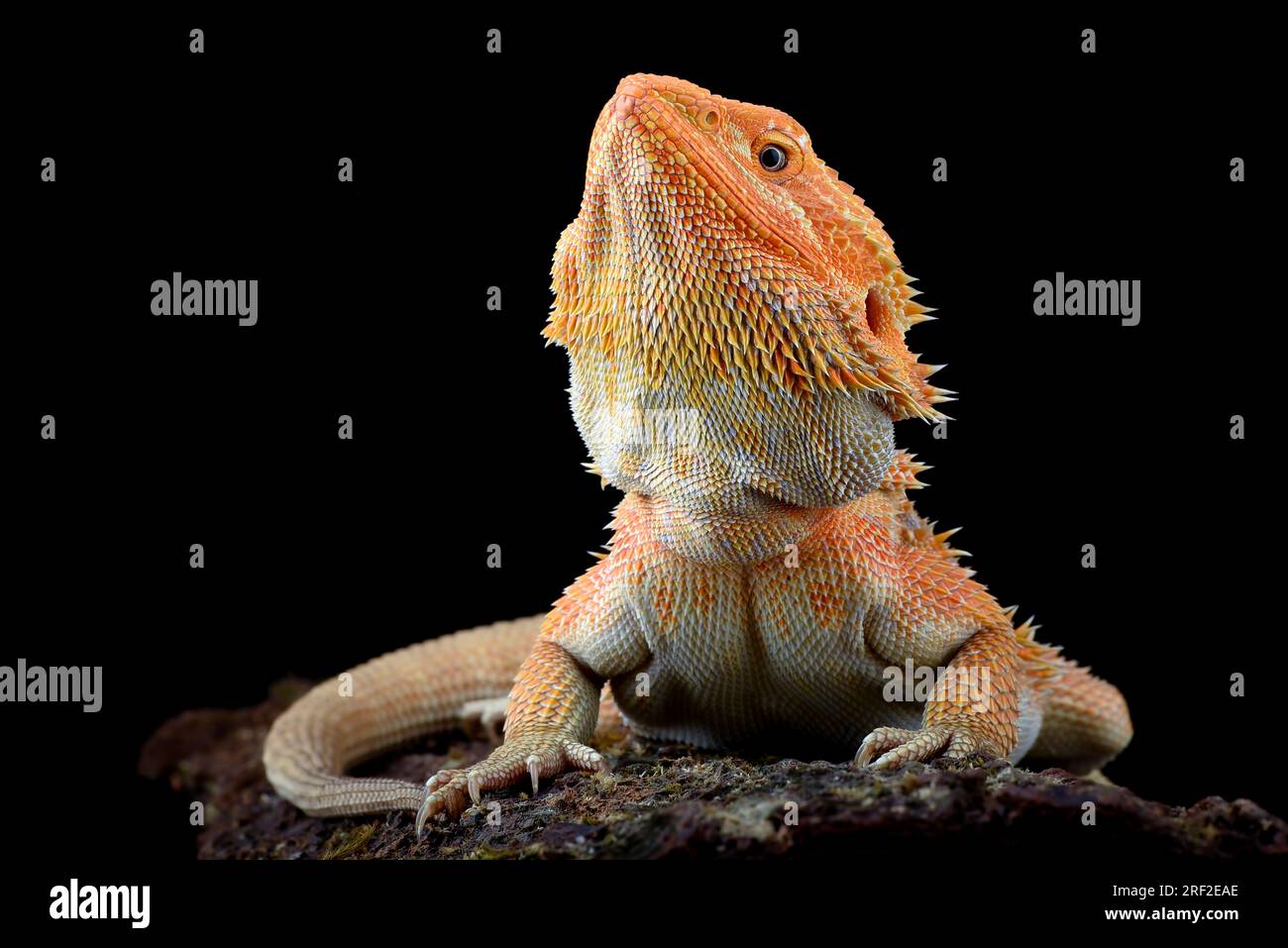 Bearded dragon on a tree Stock Photo Alamy