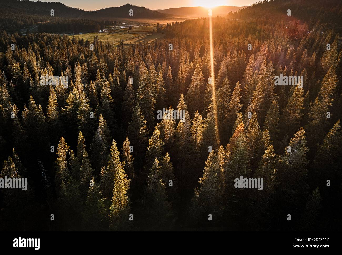 golden light at sunset and pine trees, Donner Pass, California Stock Photo