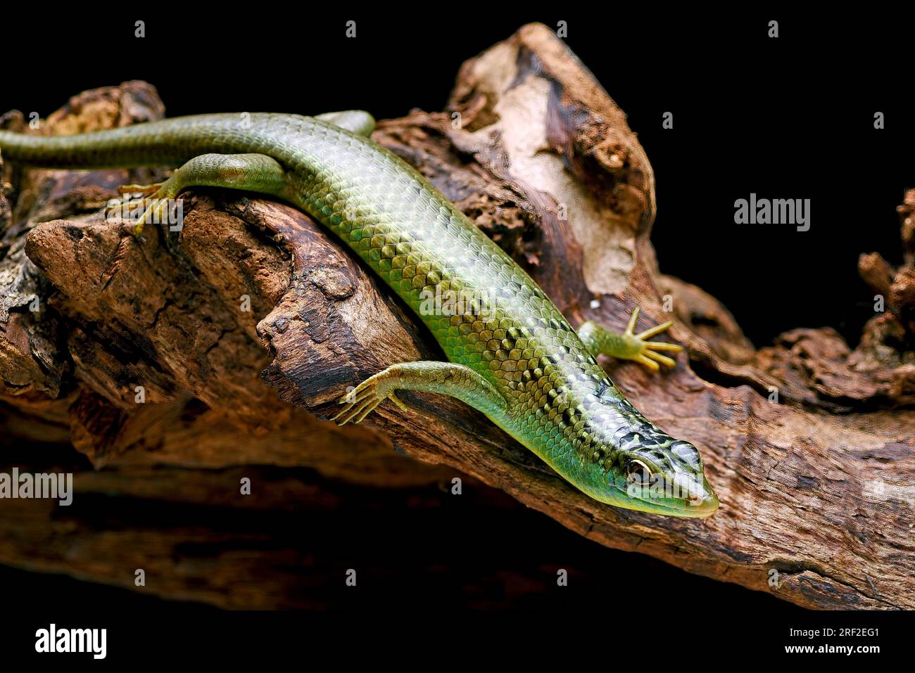 Olive tree skink on a rock Stock Photo