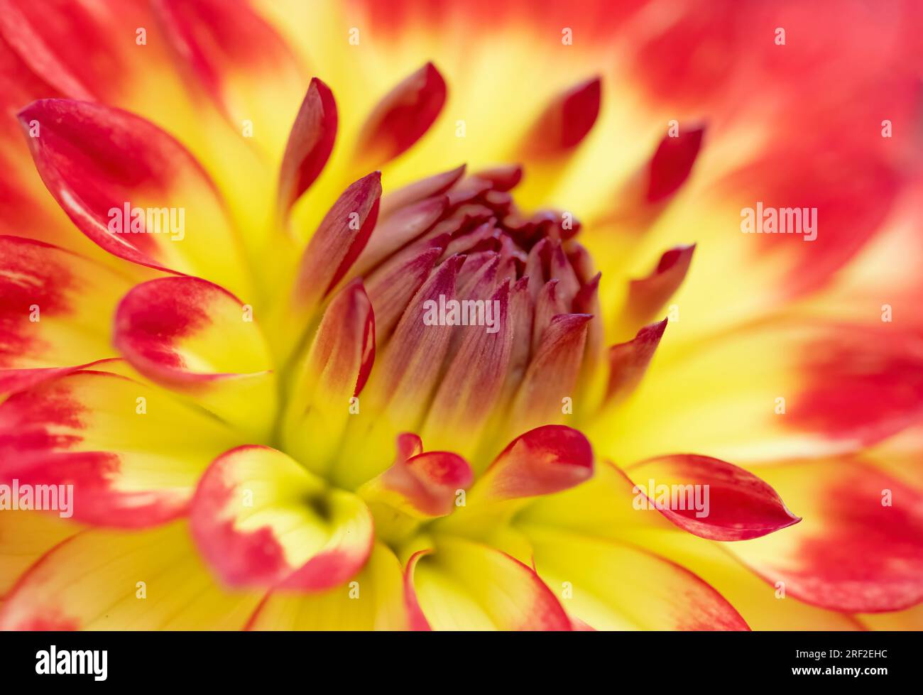 A close up of the centre of a beautiful red and yellow Dahlia flower ...