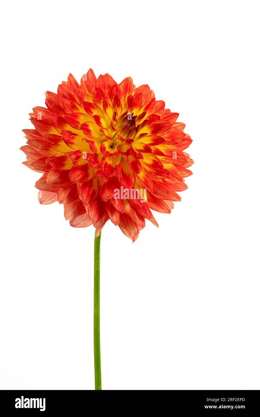 A solitary bred and yellow Dahlia flower, photographed against a plain