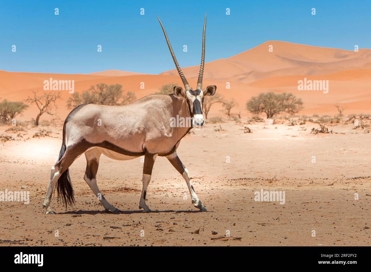 South African Oryx in Sossusvlei, Oryx gazella, Namib Naukluft Park, Namibia Stock Photo