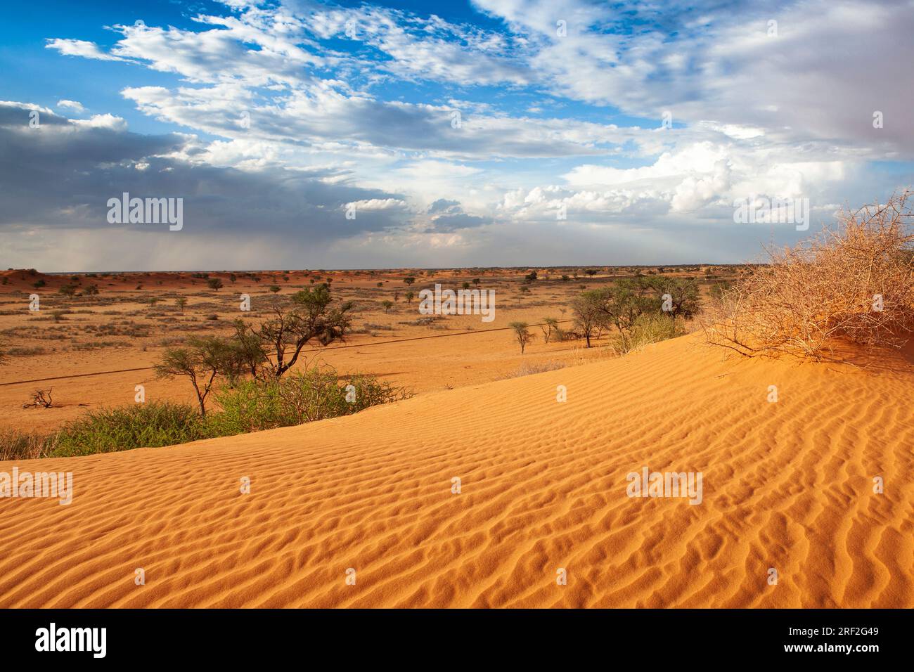 Desert Landscape near Kalkrand, Kalahari Basin, Namibia Stock Photo