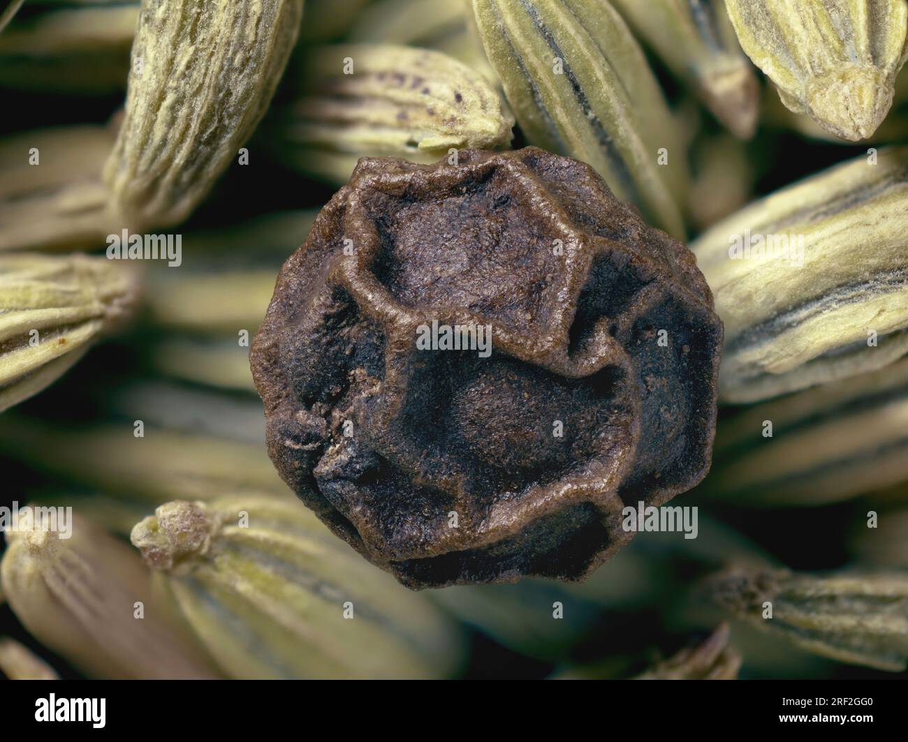 sweet fennel (Foeniculum vulgare, foeniculum), peppercorn on fruits of fennel, macro