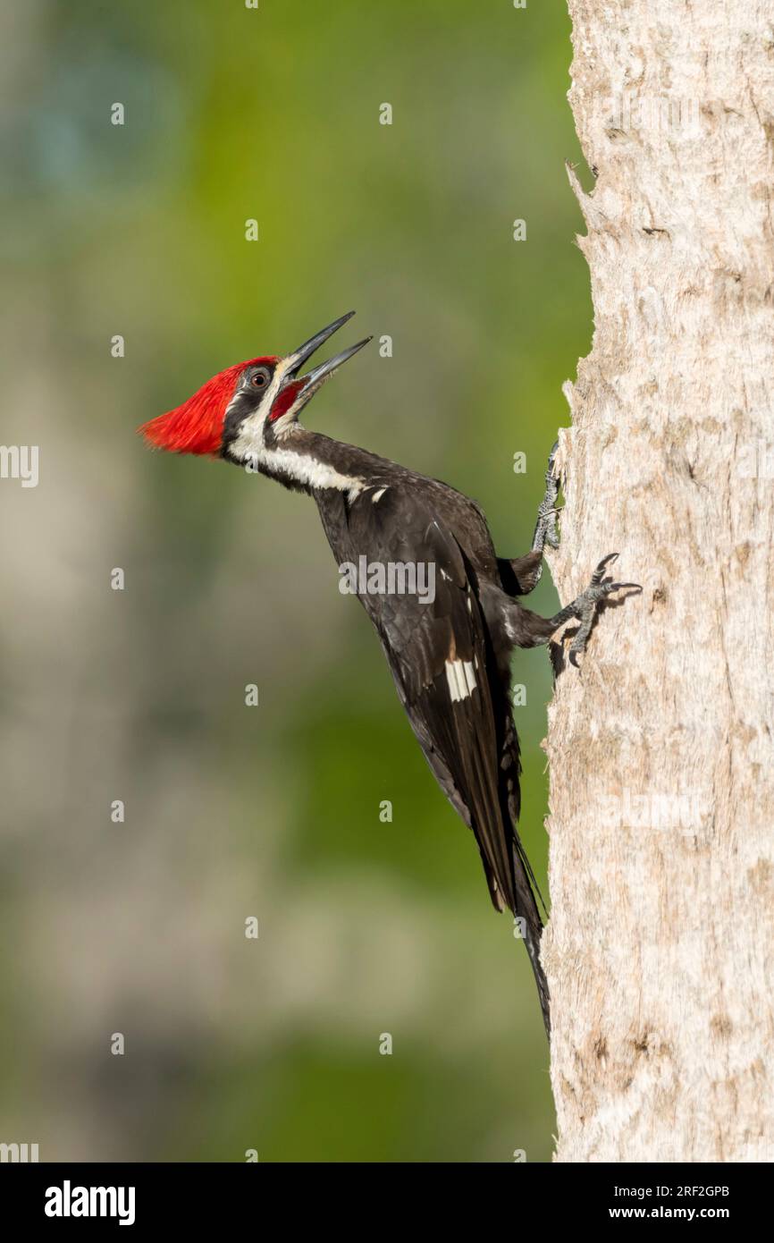 Pileated woodpecker (Dryocopus pileatus), adult male against a tree