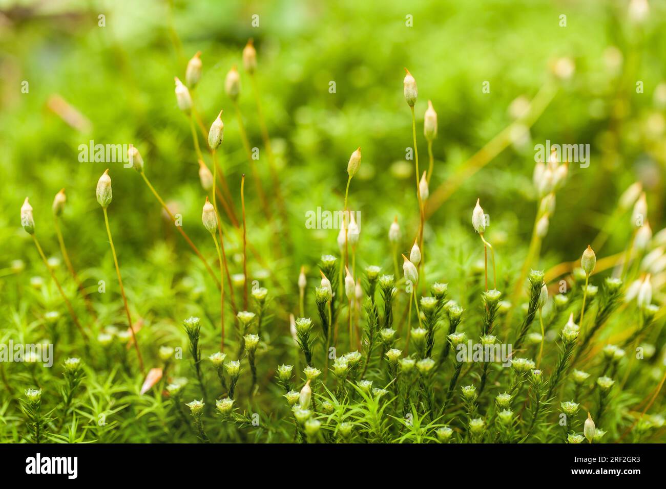 Star Moss, Haircap Moss, Hair Moss (Polytrichum formosum, Polytrichum attenuatum), on forest ground with capsules an perithecia, Germany Stock Photo