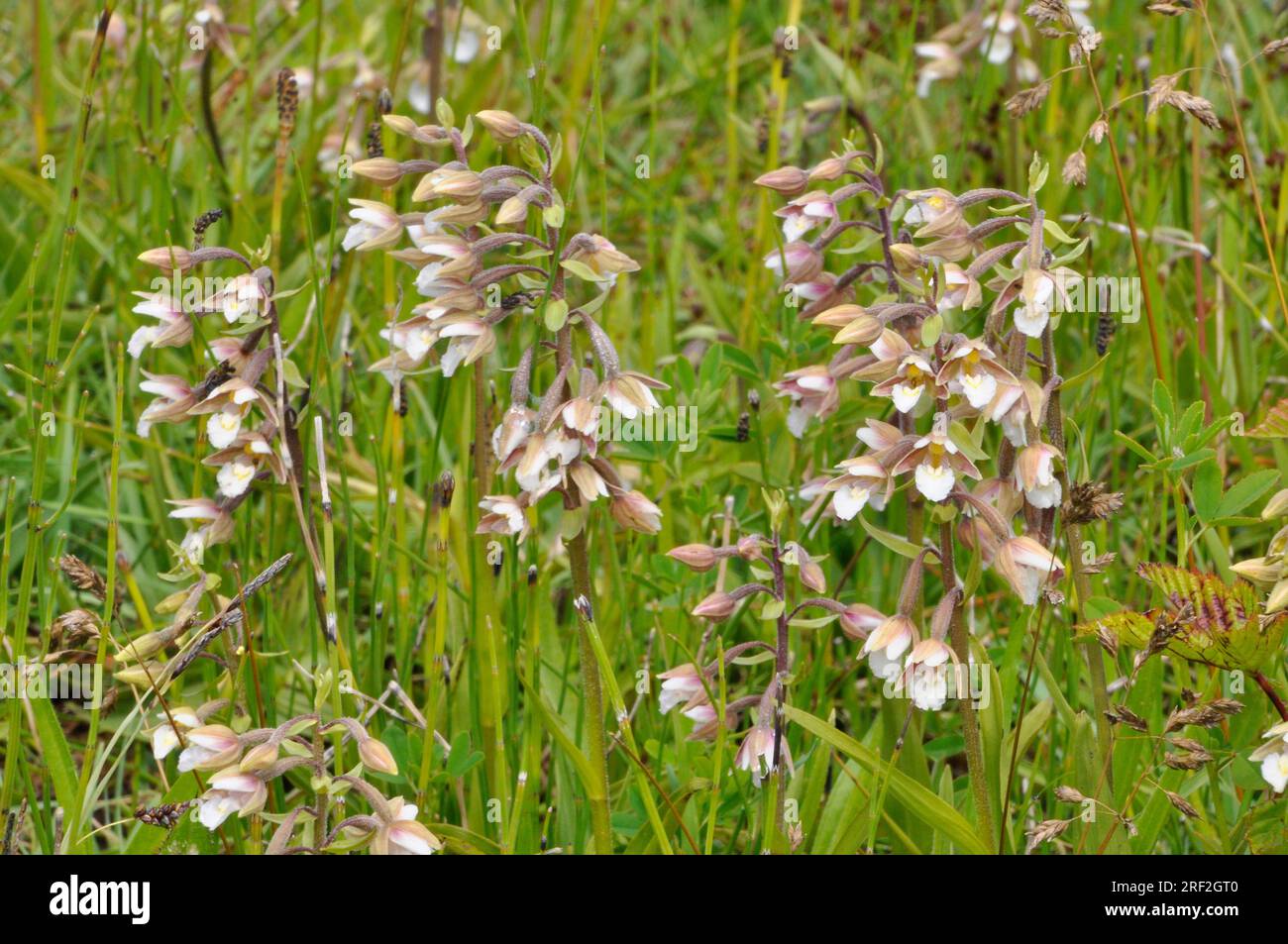 Marsh Helleborine ' Epipactis palustris' Orchid, Flowers July August, in wet marshy areas , Braunton Burrows, North Devon, England Stock Photo