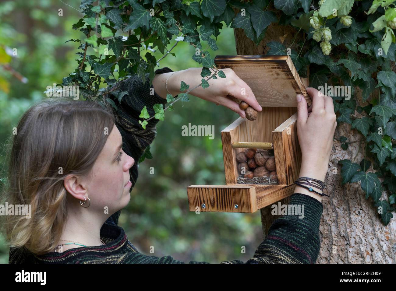 making a feeder for squirrels, step 13: ready box is filled with fodder, series picture 13/13 Stock Photo