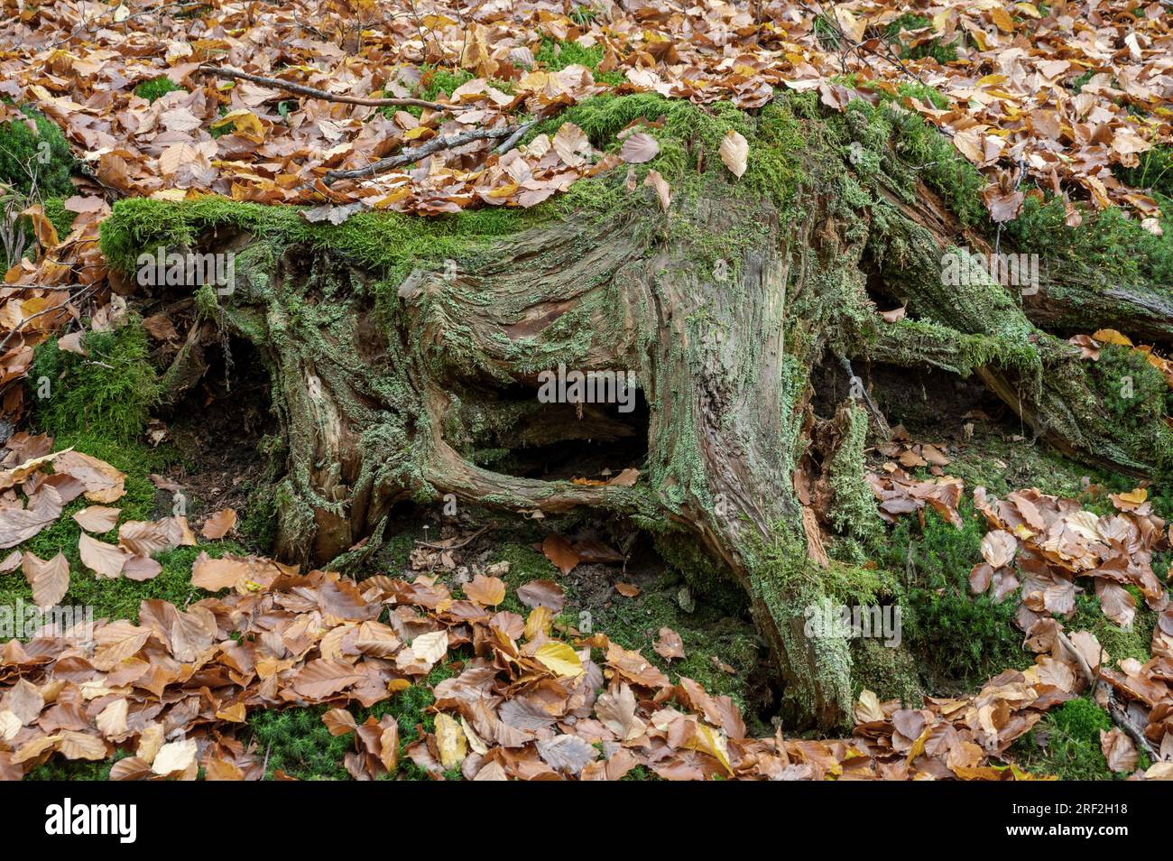moss-covered tree stump in autumn forest, Germany, Thuringia, Thuringia Forest Stock Photo